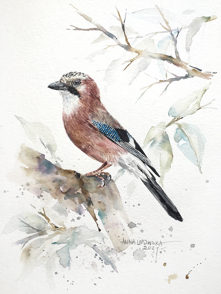 Sójka - oryginał, akwarela 0610