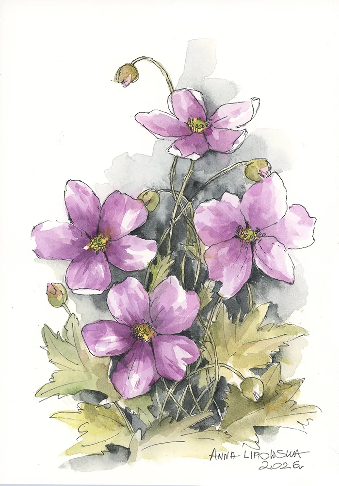 Zawilce 0823- akwarela, oryginał 21x30cm