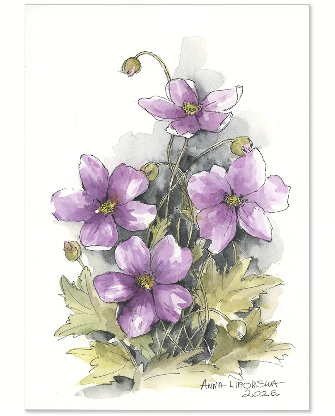 Zawilce 0823- akwarela, oryginał 21x30cm