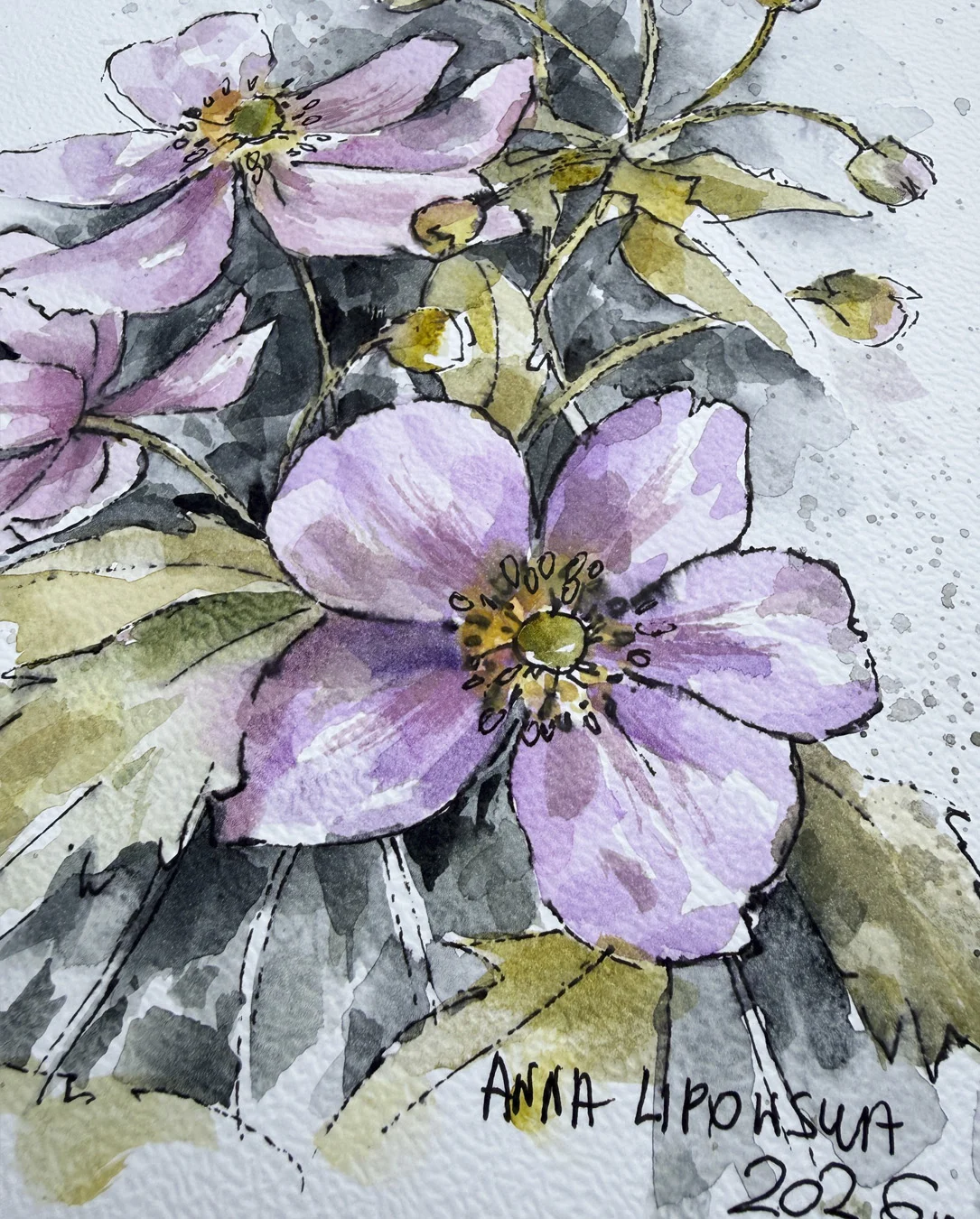 Zawilce 0818 - akwarela, oryginał 21x30cm